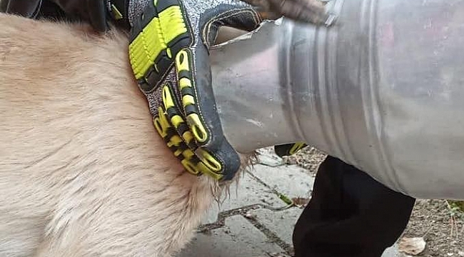 Kafası güğüme sıkışan köpeği itfaiye ekipleri kurtardı