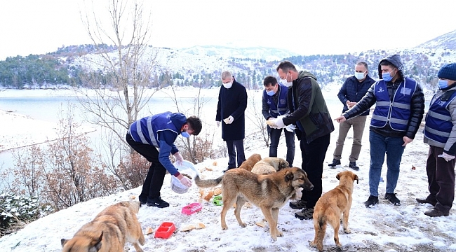Kahramankazan'da sokak hayvanları ihmal edilmiyor