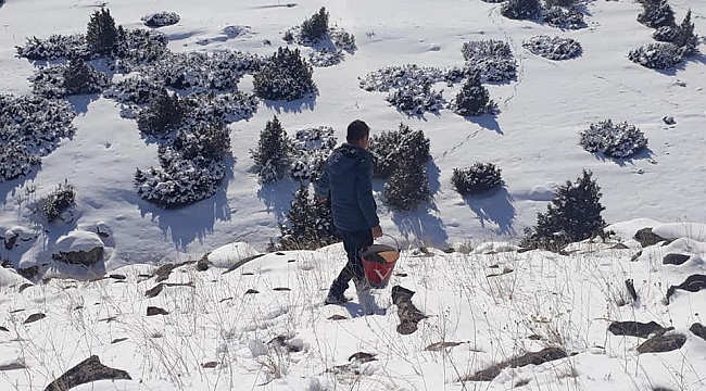 Kars'ta yaban hayvanları için doğaya yem bırakıldı
