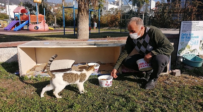 Kemer'de bir ayda 27 sokak hayvanı sahiplendirildi
