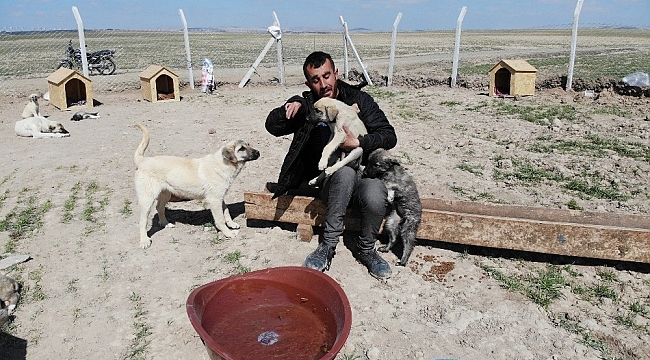 Köpekleriyle köyünden kovulan engelli genç, kendini "Canlar"ına adadı