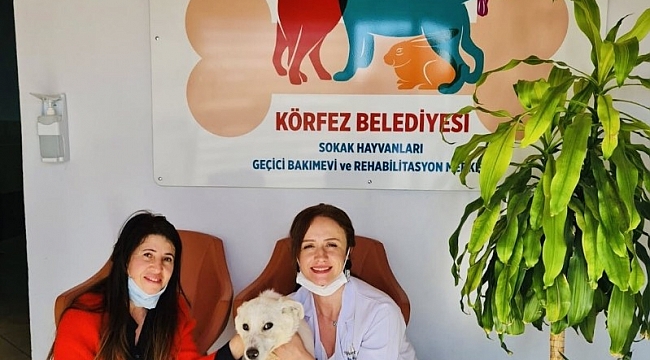 Körfez'de 55 sokak hayvanı sahiplendirildi