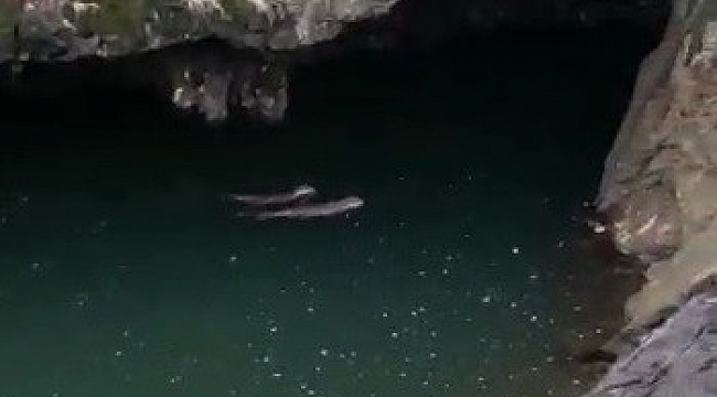 Koruma altında bulunan samurların yüzme keyfi