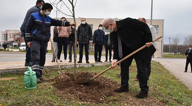 Kurupelit Yerleşkesi ıhlamurlarla daha da yeşillenecek