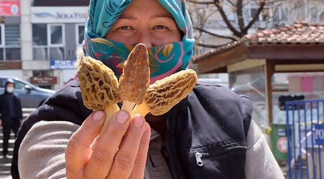 Kuzugöbeği altınla yarışıyor