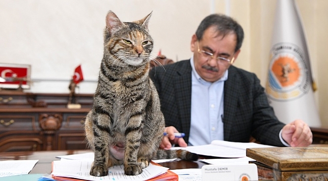 Makamda bir kedi: 'Mayıs'