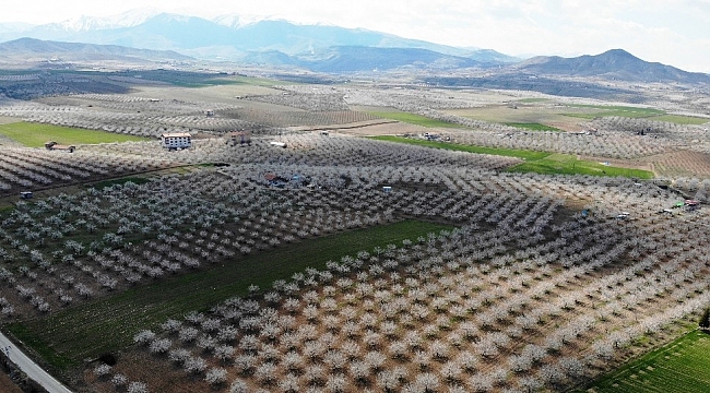 Malatya kayısıdan gelinlik giydi