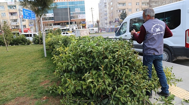 Mardin Büyükşehir Belediyesinden budama çalışmaları