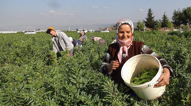 Mersin'den Irak'a ihraç edilen baklada hasat sona erdi