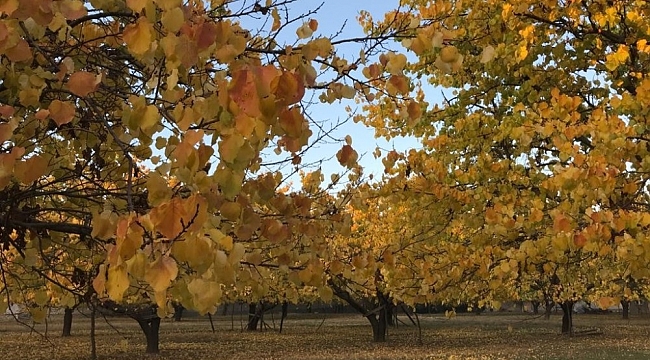 Meteorolojiden Iğdır için 'zirai don' uyarısı