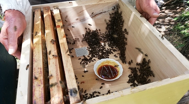 Mevsim şartları ve bilinçsiz besleme arı ölümlerine neden oldu