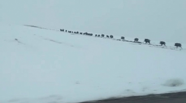 Onlarcası bir arada görüntülendi, görüntüler hayrete düşürdü