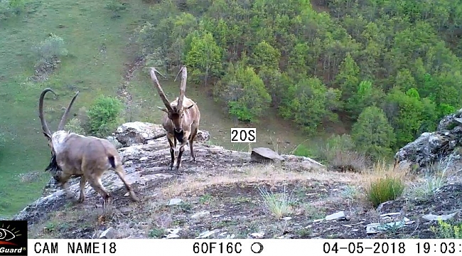 Ordu'da fotokapanlara vaşak ve yaban keçileri takıldı