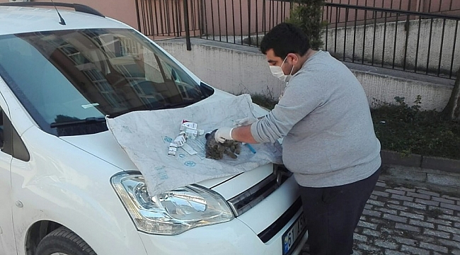 Ordu'da yüksekten düşen kedi, ilk yardıma rağmen telef oldu