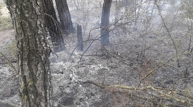 Ormanda 5 farklı noktada yangın çıktı, 1 kişi gözaltına alındı