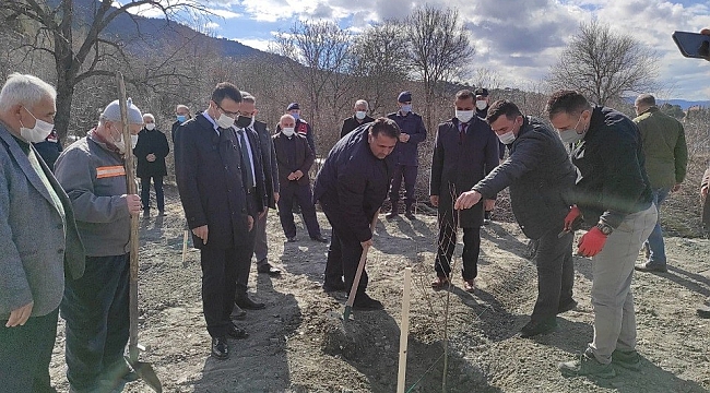 Osmancık'ta bin adet nar fidanı toprakla buluştu