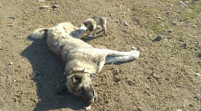 Polatlı'da 22 köpek zehirlenerek öldürüldü