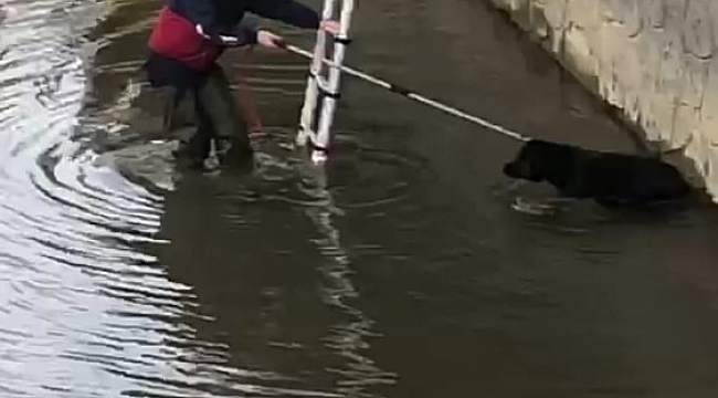 Rize'de dereye düşen köpeği itfaiye ekipleri kurtardı