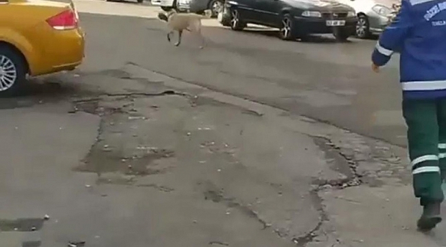 Rize'de temizlik görevlisi ile süpürgesini çalan köpek arasındaki kovalamaca cep telefonu kameralarına yansıdı