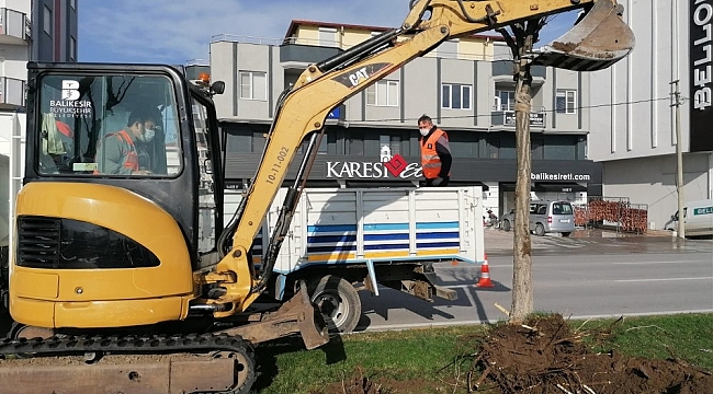 Rüzgar Caddesi'ndeki ağaçlar yenilenecek