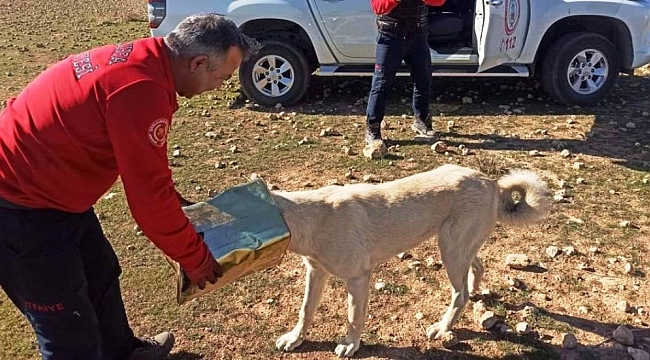 Şanlıurfa'da başına teneke sıkışan köpek kurtarıldı