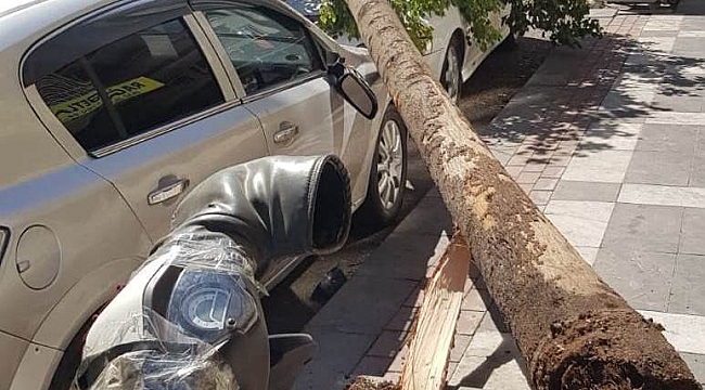 Şanlıurfa'da rüzgar ağaçları devirdi çatıları uçurdu