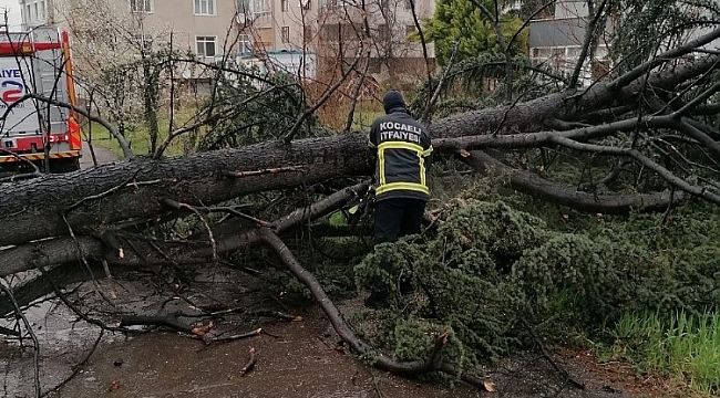 Şiddetli rüzgar ağacı devirdi