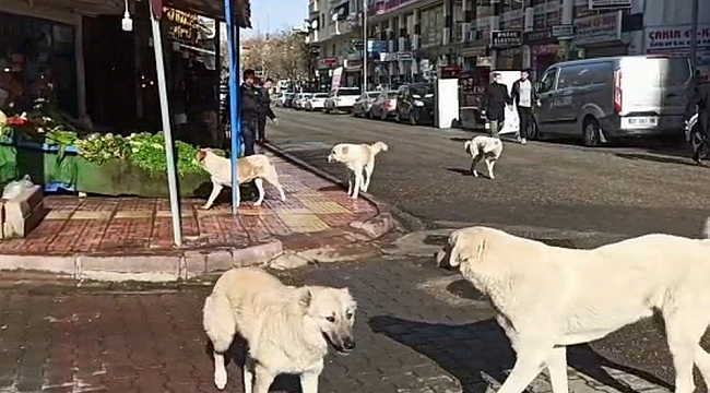 Siirt'te grup halinde gezen başıboş köpekler vatandaşları korkutuyor