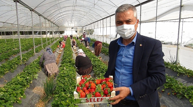 Silifke'de çilek ihracatı başladı