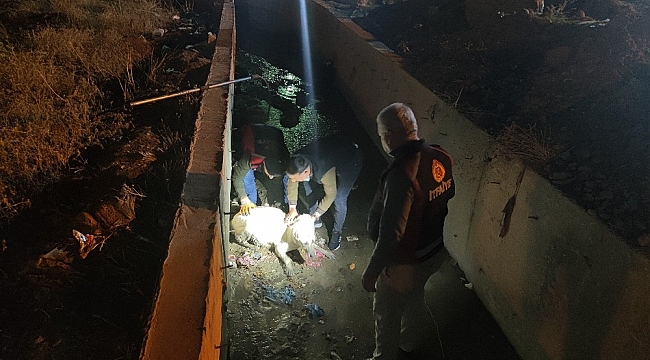 Silopi'de su tahliye kanalında mahsur kalan köpek itfaiye ekiplerince kurtarıldı