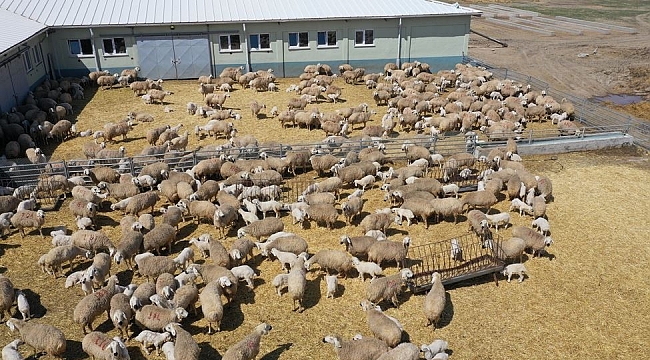 Sivas'ta hayvan varlığı arttı