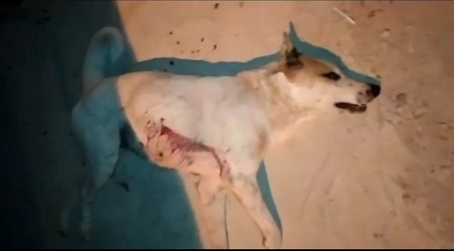 Sokak köpeğini pompalı tüfekle öldürdü