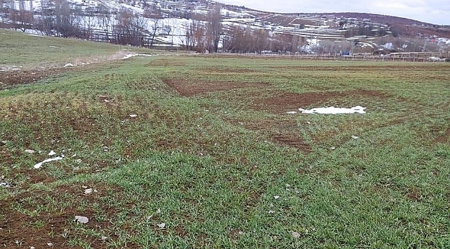 Sungurlu'da mevsimsel hastalıklara karşı tarım alanları inceleniyor