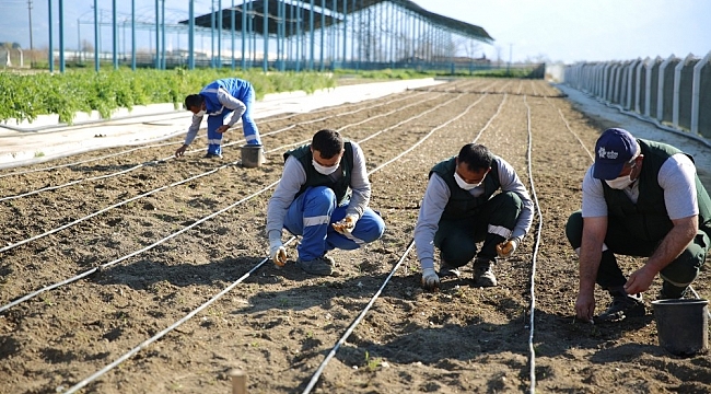 Taşköprü sarımsağı Aydın Büyükşehir Belediyesi'nin 'Aydın Çiftçi Merkezi'nde hayat buluyor