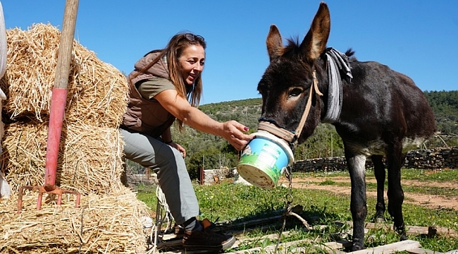 Tedavisi tamamlanan eşek, yeni yuvasına kavuştu