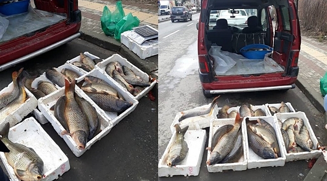 Tekirdağ'da avcılığı yasaklanan 10 kasa sazan ele geçirildi
