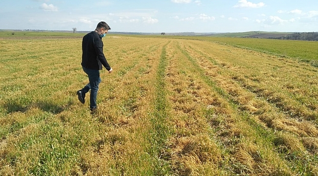 Tekirdağ'da buğdaydaki soğuk zararı araştırıldı: Çeşit, gübre ve zaman
