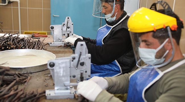 Tokat bağ yaprağı fidanı taleplerine yetişmeye çalışıyorlar