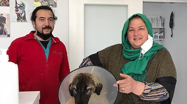 Traktörün çarptığı köpeğin ameliyat masraflarını sigorta şirketi karşıladı