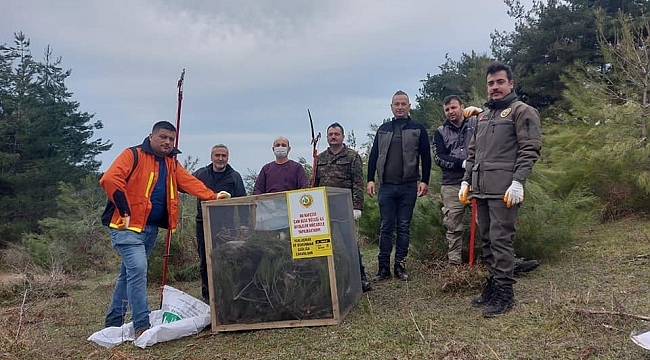 Türkeli'de çam kese böceği ile mücadele başladı