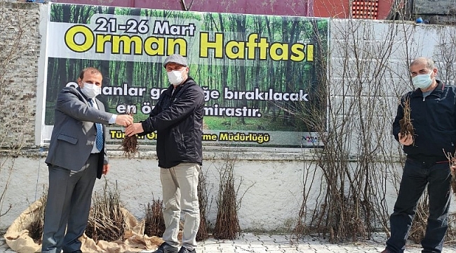 Türkeli'de vatandaşlara fidan dağıtımı yapıldı