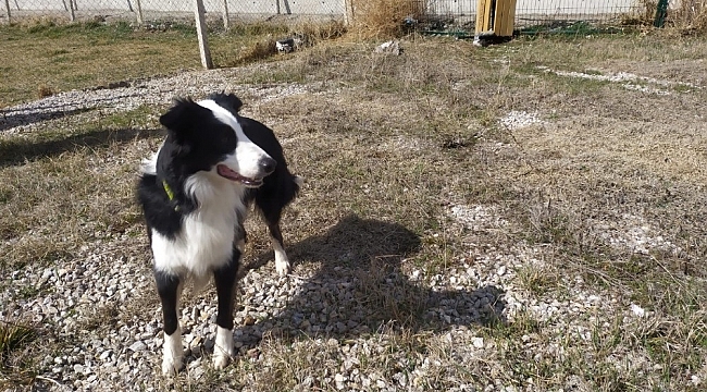 Türkiye'de ilk kez korona virüsü teşhis edebilen dedektör köpek yetiştirildi