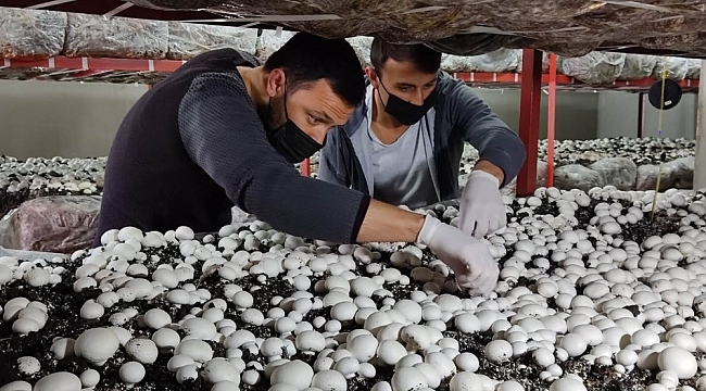 Üniversiteyi bitirip köyüne döndü: Ürettiği mantarlar kapış kapış satılıyor