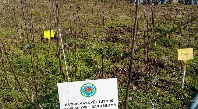Unutulmaya yüz tutmuş meyveler yeniden yeşeriyor