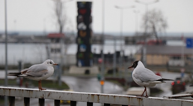 Vaka sayısı artan Zonguldak'ta sessizlik hakim