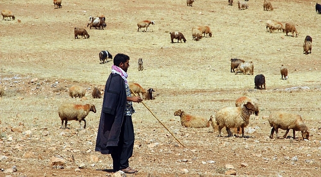 Valilik'ten yayla ve mera kullanımı genelgesi