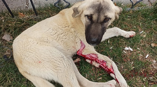 Vicdansız sürücü köpeğe çarptı, arkasına bakmadan kaçtı