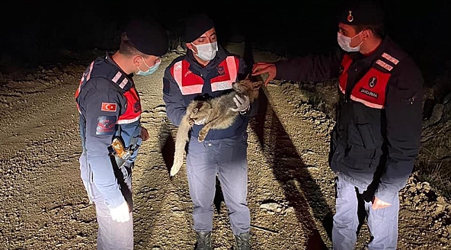 Yaralı tilki jandarma tarafından kurtarıldı