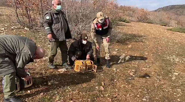 Yasak başladı, ele geçirilen kınalı keklikler doğaya salındı