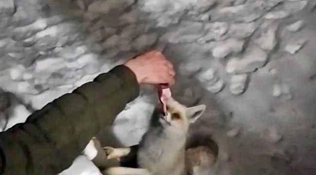 Yüksekova'da aç kalan tilkiyi lavaş ekmek ve etle besledi